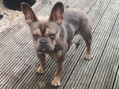 Female French Bulldog puppy 12 months old for sale in Kildare