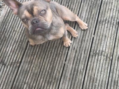 Female French Bulldog puppy 12 months old for sale in Kildare