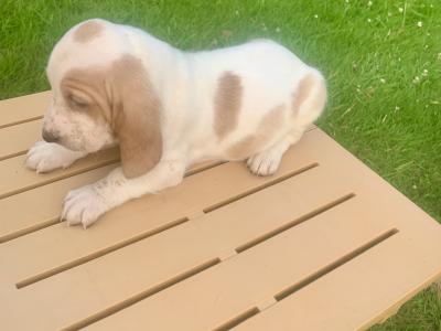 Basset Hound puppies in Carlow