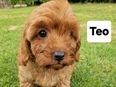 Red Cavapoo puppies in Wexford