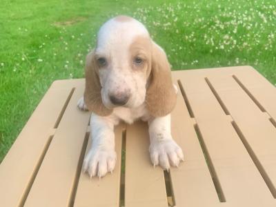 Basset Hound puppies in Carlow