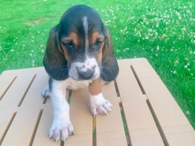 Basset Hound puppies in Carlow