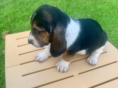 Basset Hound puppies in Carlow