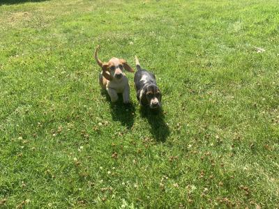 Basset Hound puppies in Carlow