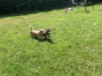 Basset Hound puppies in Carlow