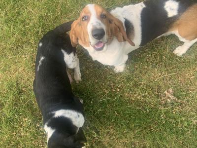 Basset Hound puppies in Carlow