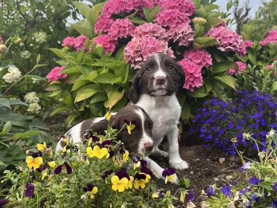 Purebred Springer Spaniel puppies in Galway