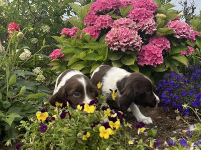 Purebred Springer Spaniel puppies in Galway