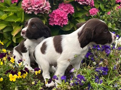 Purebred Springer Spaniel puppies in Galway
