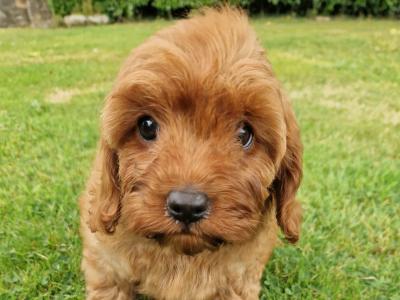 Red Cavapoo puppies in Wexford