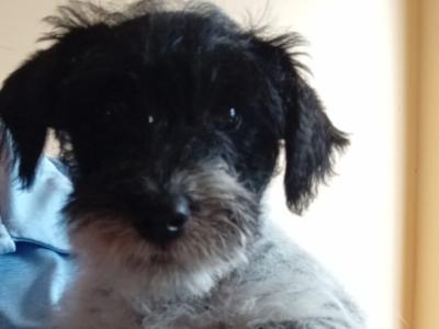 Jack Russell x Bichon Frise puppies in Clare