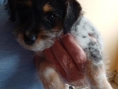 Jack Russell x Bichon Frise puppies in Clare