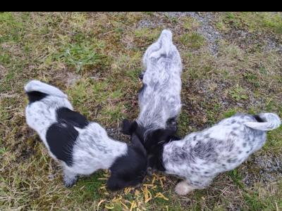 Jack Russell x Bichon Frise puppies in Clare