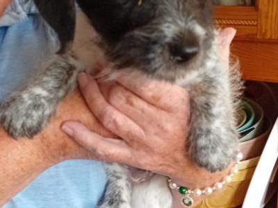 Jack Russell x Bichon Frise puppies in Clare