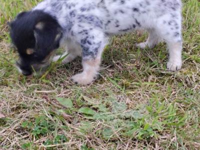 Jack Russell x Bichon Frise puppies in Clare