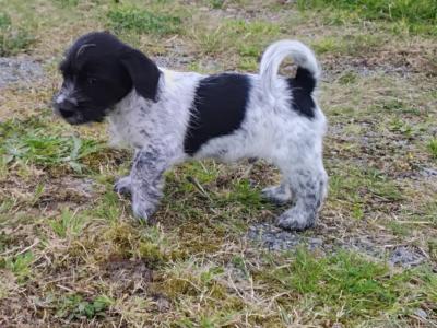 Jack Russell x Bichon Frise puppies in Clare