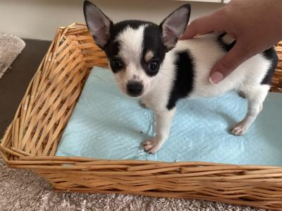 2 beautiful purebred Chihuahua puppies in Galway ready for new homes