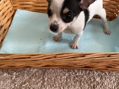 2 beautiful purebred Chihuahua puppies in Galway ready for new homes