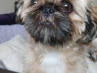 1 male left. ..Shinese puppy 9 months old in Dublin