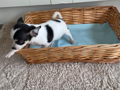 2 beautiful purebred Chihuahua puppies in Galway ready for new homes