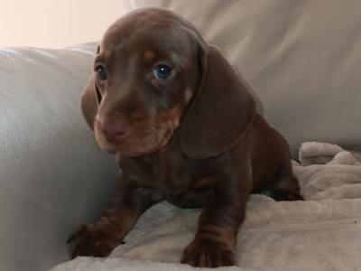 Two miniature male Dachshund puppies in Limerick
