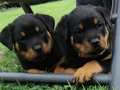 Rottweiler puppies in Meath – 6 male 2 female – 5★ homes Only