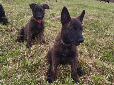 IKC Registered Dutch Shepherds puppies; Champion Pedigree; Purebred; Kennel Club Registered