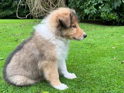 Beautiful Rough Collie puppies in Cork