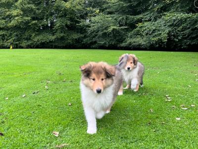 Beautiful Rough Collie puppies in Cork