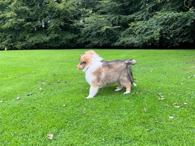Beautiful Rough Collie puppies in Cork