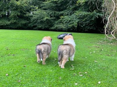 Beautiful Rough Collie puppies in Cork