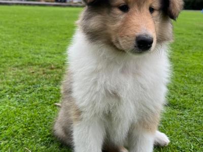 Beautiful Rough Collie puppies in Cork