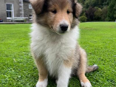 Beautiful Rough Collie puppies in Cork