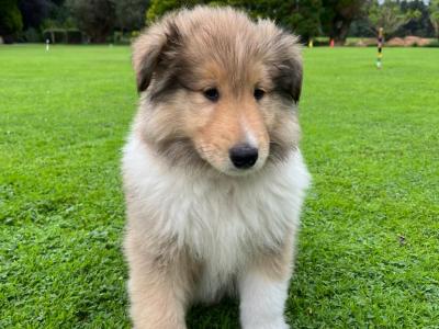 Beautiful Rough Collie puppies in Cork