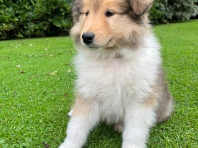Beautiful Rough Collie puppies in Cork