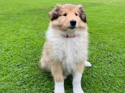 Beautiful Rough Collie puppies in Cork