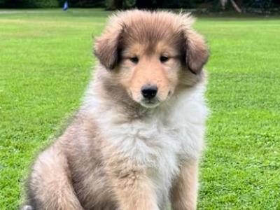 Beautiful Rough Collie puppies in Cork