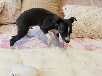 Male Italian Greyhound puppy in Galway
