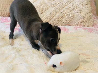 Male Italian Greyhound puppy in Galway