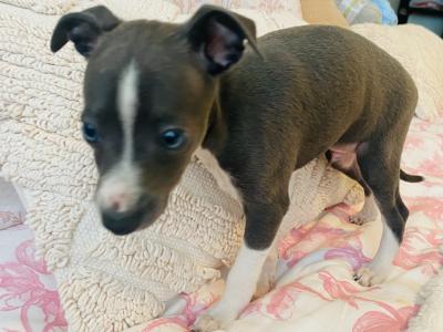 Male Italian Greyhound puppy in Galway