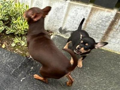 Chihuahua puppies for sale in Galway. WhatsApp me 0892565864