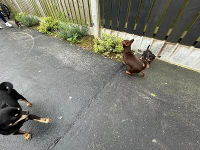 Chihuahua puppies for sale in Galway. WhatsApp me 0892565864