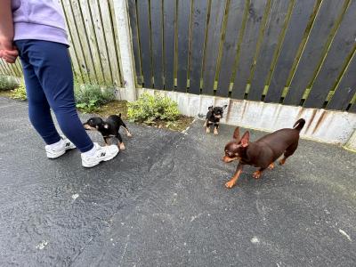 Chihuahua puppies for sale in Galway. WhatsApp me 0892565864