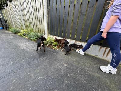 Chihuahua puppies for sale in Galway. WhatsApp me 0892565864