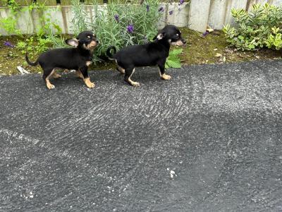 Chihuahua puppies for sale in Galway. WhatsApp me 0892565864