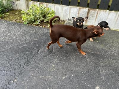 Chihuahua puppies for sale in Galway. WhatsApp me 0892565864
