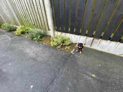 Chihuahua puppies for sale in Galway. WhatsApp me 0892565864