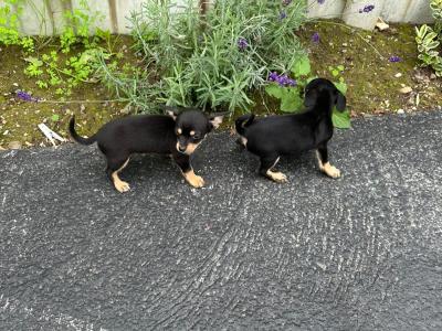 Chihuahua puppies for sale in Galway. WhatsApp me 0892565864