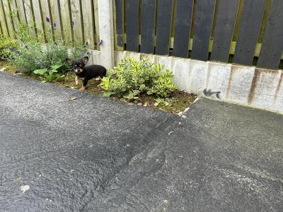 Chihuahua puppies for sale in Galway. WhatsApp me 0892565864