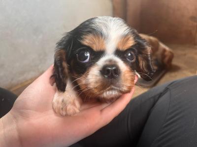 Cavalier King Charles Spaniel puppies in Leitrim